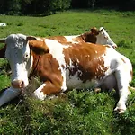 Penzion Bio Bauernhof Vorderoberlehen 3*