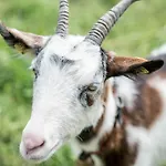 Bio Bauernhof Vorderoberlehen Werfenweng