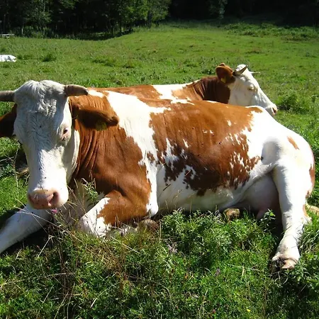 Gasthuis Bio Bauernhof Vorderoberlehen 4*