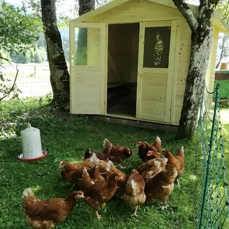 Bio Bauernhof Vorderoberlehen Werfenweng