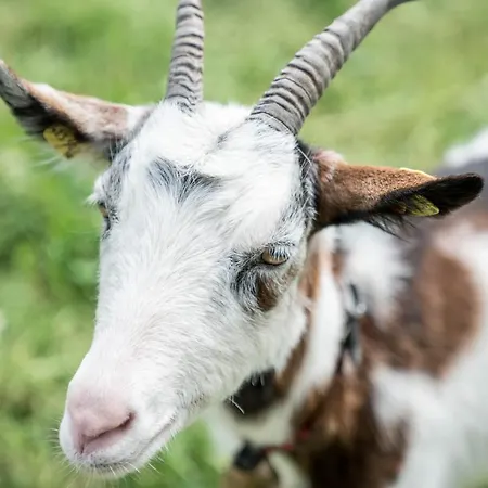 Bio Bauernhof Vorderoberlehen Werfenweng