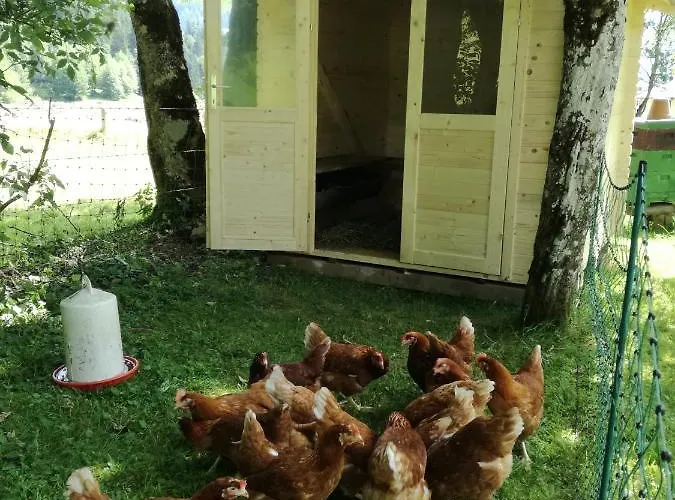 Bio Bauernhof Vorderoberlehen Werfenweng