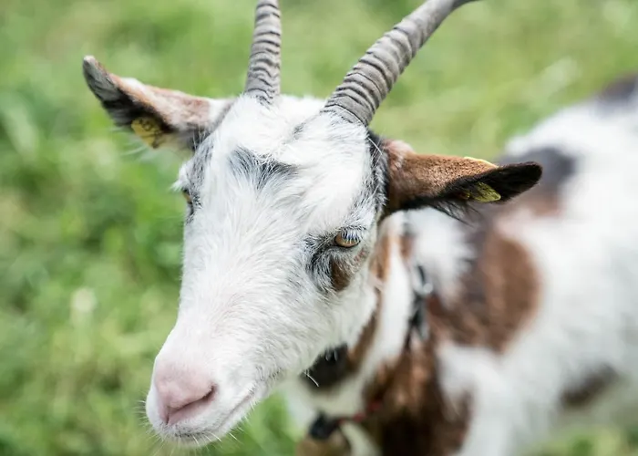 Bio Bauernhof Vorderoberlehen Werfenweng